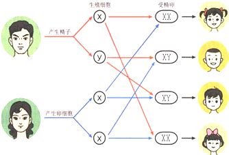 生男生女基因|研究：生男生女，父亲基因决定